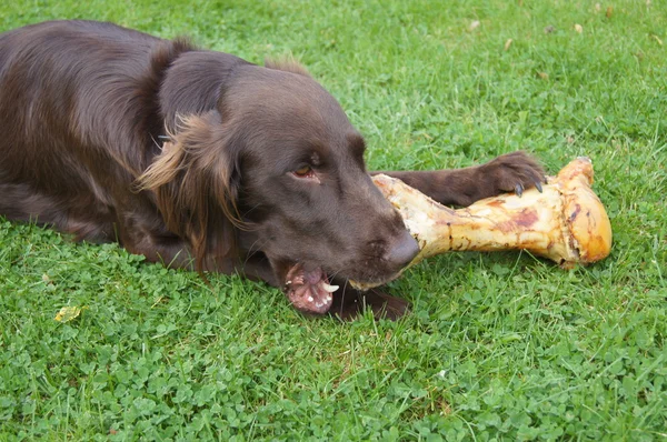 Hond eten een groot bot — Stockfoto