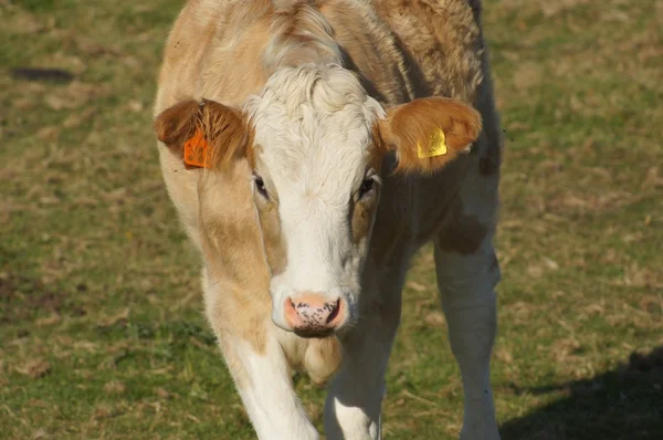 Херефордский скот — стоковое фото