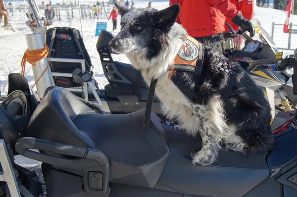 Kanadalı kurtarma köpeği — Stok fotoğraf
