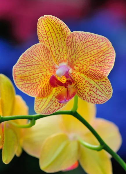 Orkideer Stock-foto