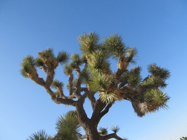 A Joshua Tree clipart