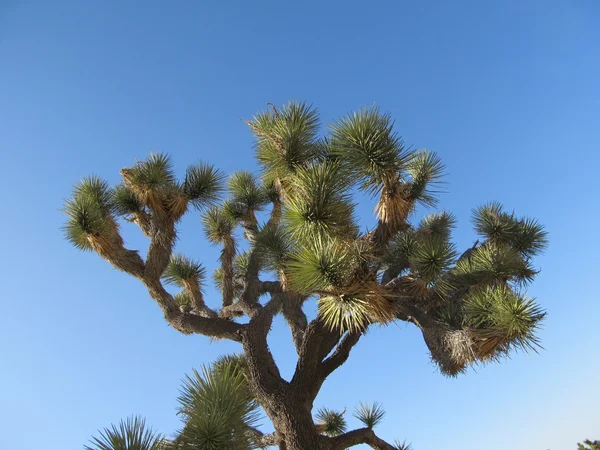 stock image A Joshua Tree