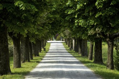 Tree-lined road, Italy clipart