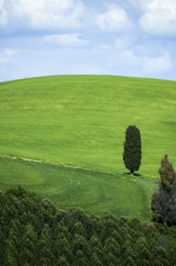 İtalyan ağaç ve alanlar