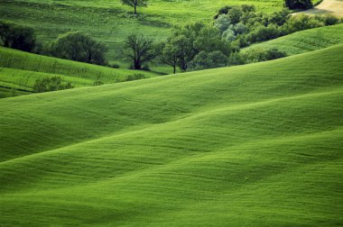 Green luxuriant sloping fields clipart