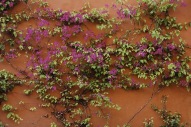 Red wall and bougainvillea vine in Mexico