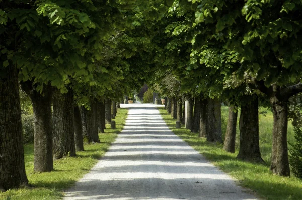 Stromy lemovaná silnice, Itálie — Stock fotografie