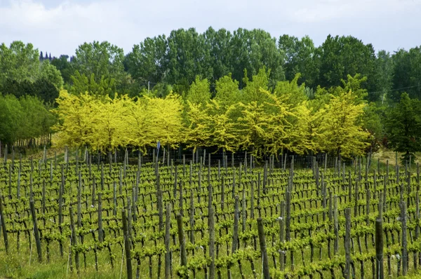 Italian vineyard — Stock Photo, Image