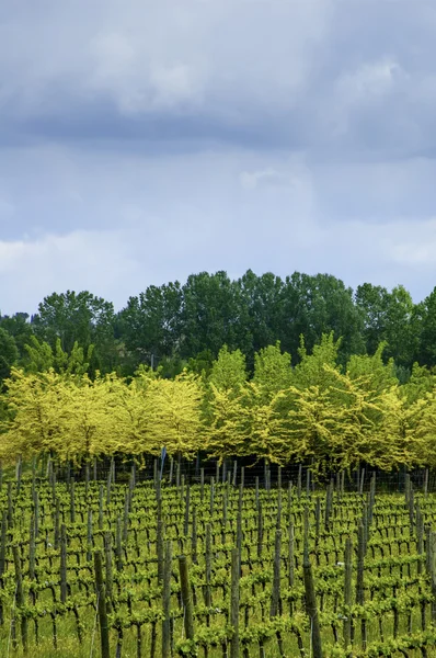Italian vineyard — Stock Photo, Image