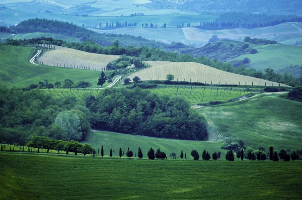 Італійський поля — стокове фото