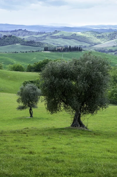 Drzewa oliwne, Włochy — Zdjęcie stockowe