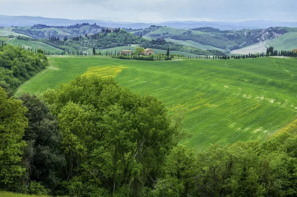 Campos ensolarados da Toscana — Fotografia de Stock