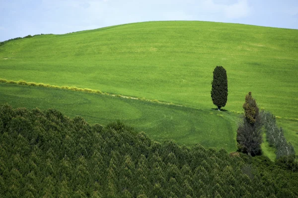 Italský stromy a pole — Stock fotografie