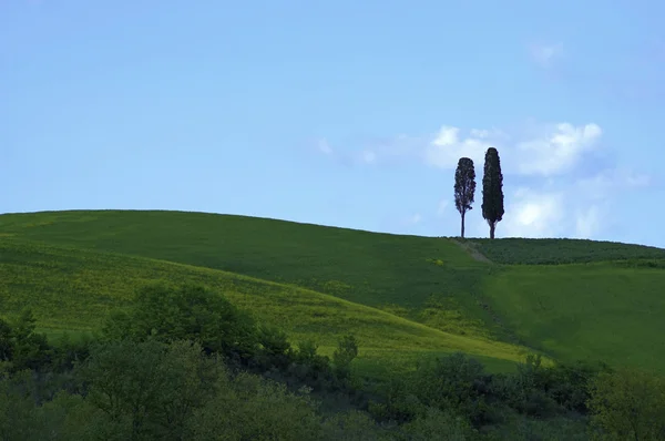 Two trees on a ridge — Stock Photo, Image