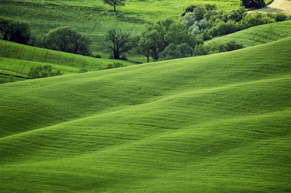 Grüne, üppig abfallende Felder — Stockfoto
