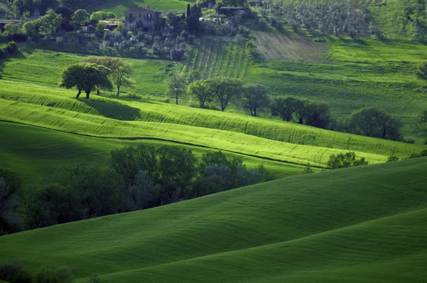 Sonnige italienische Felder — Stockfoto