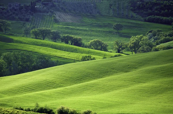 Zonnige Italiaanse velden — Stockfoto