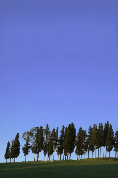 stock image Cypress trees on a ridge, Italy