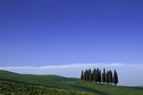 Cypress träd på en ås, Italien — Stockfoto