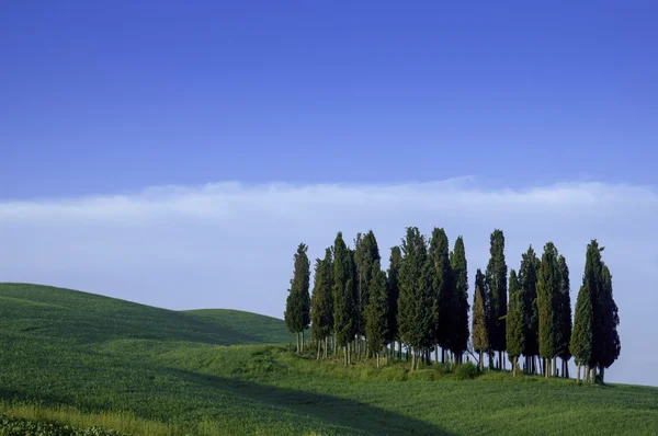 Cipressen op een bergkam, Italië — Stockfoto
