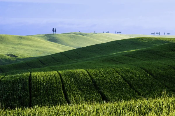 Green fields of wheat — Stock Photo, Image