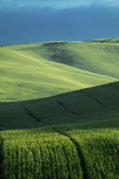 Зелені поля пшениці — стокове фото