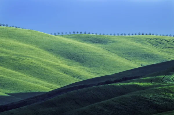 Yeşil buğday tarlaları — Stok fotoğraf