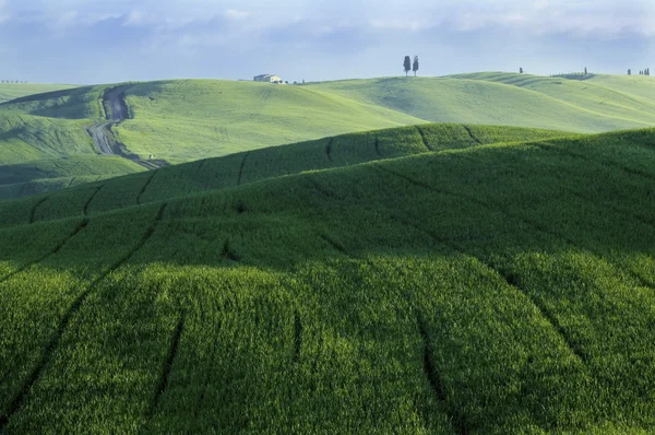 Grüne Weizenfelder — Stockfoto