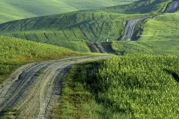 Camino de grava, campos de trigo, Toscana, Italia — Foto de Stock