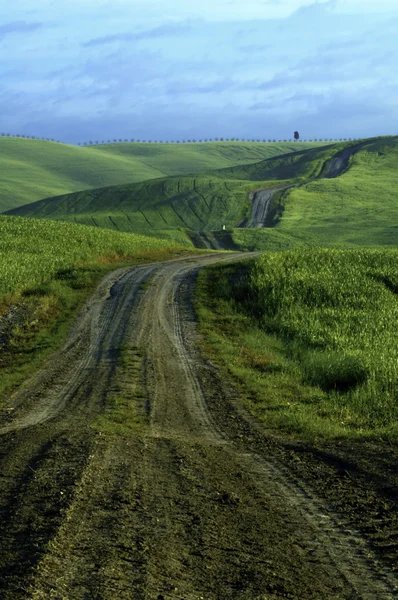 stock image Gravel road through fields of green wheat