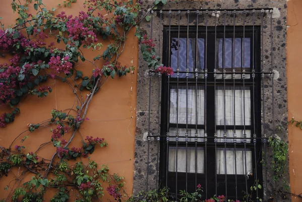 Παράθυρο, τοίχο και μπουκαμβίλιες αμπέλου στο Μεξικό — Φωτογραφία Αρχείου