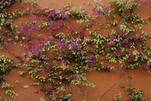 stock image Red wall and bougainvillea vine in Mexico