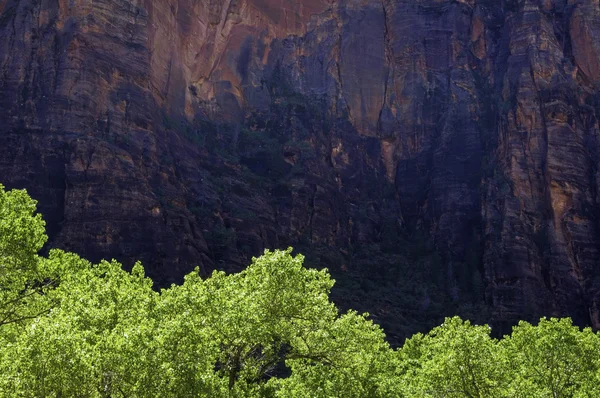 Зелені дерева, червоні скелі — стокове фото