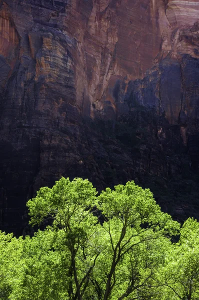 Grüne Bäume, rote Felsen — Stockfoto