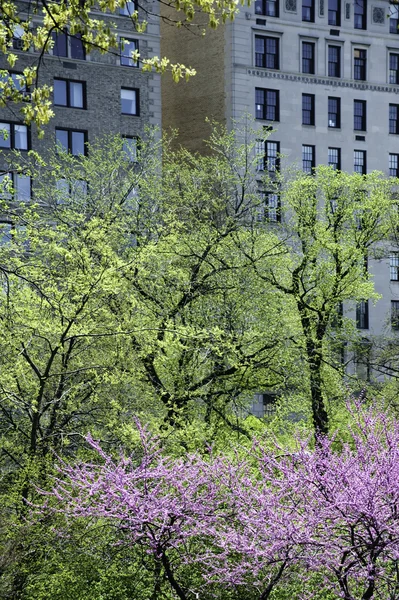 Modern lägenhet mjukas upp av gröna träd — Stockfoto