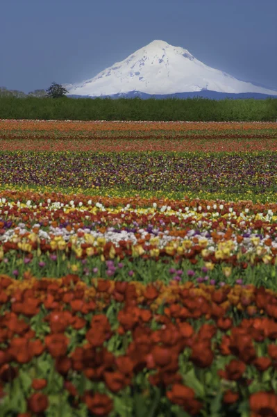 stock image Tulip fields, snow-covered mountain