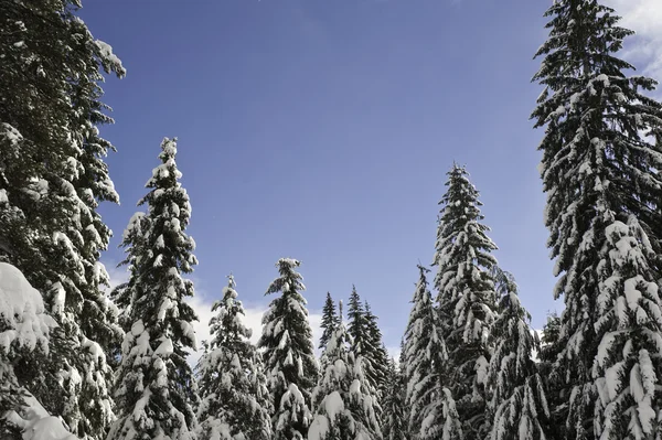 Χιονισμένο χειμερινό δάσος — Φωτογραφία Αρχείου