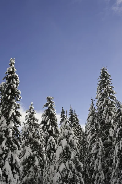 Snødekt vinterskog – stockfoto