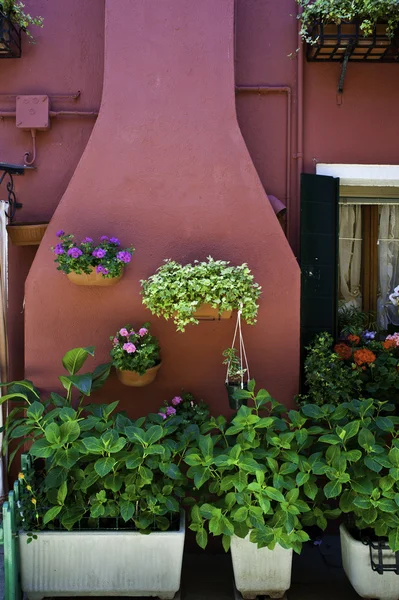 Pink patio and garden, Burano, Italy — Stock Photo, Image