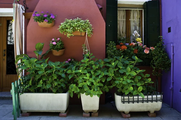 Roze patio en Tuin, burano, Italië — Stockfoto