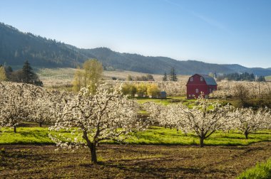 Red barn, apple orchards clipart