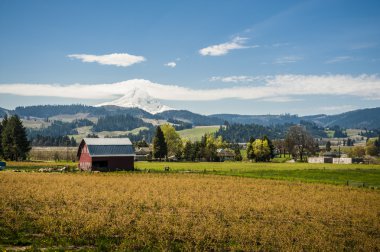 Red barn, elma bahçeleri, mt. hood