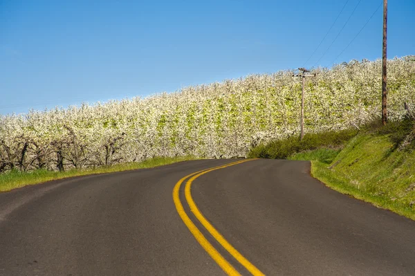 Сельская дорога, яблоневые сады — стоковое фото