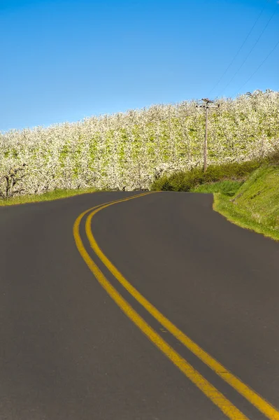 Landelijke weg, appelboomgaarden — Stockfoto