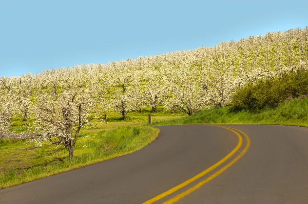 Kırsal road, elma bahçeleri — Stok fotoğraf