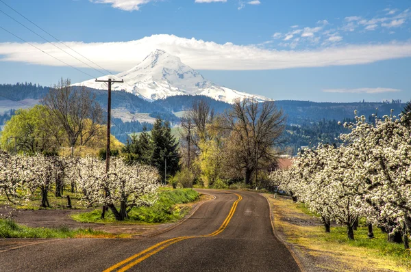 stock image Rural road, apple orchards, Mt. Hood