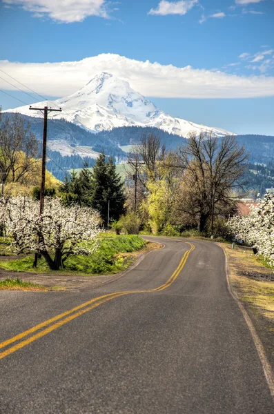 Venkovské silnice, jabloňových sadů, mt. hood — Stock fotografie