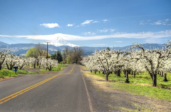 农村道路、 苹果园、 山罩 — 图库照片