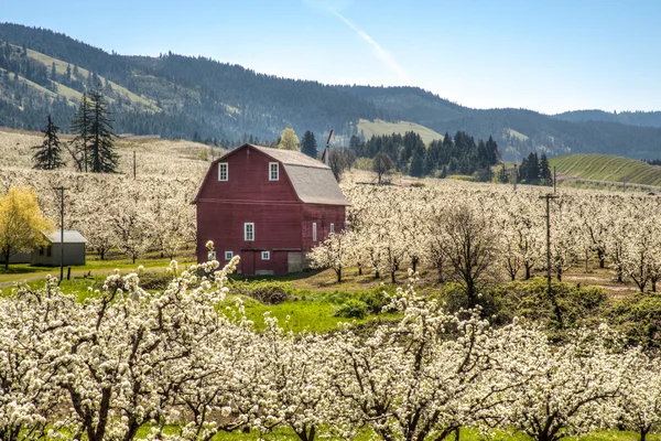 Red barn, apple orchards — Stock Photo, Image