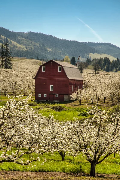 Red barn, apple orchards — Stock Photo, Image